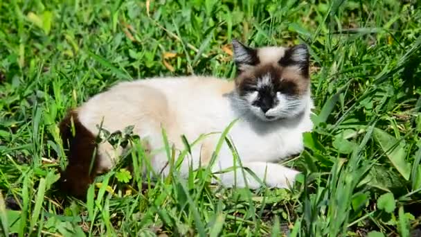 Siamkatze liegt im Gras — Stockvideo