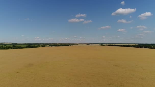 Flug über landwirtschaftliche Felder in Russland — Stockvideo