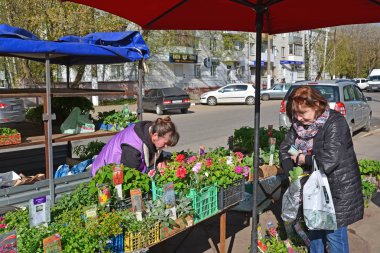 Tver, Rusya Federasyonu - 07.2017 olabilir. Çiçek lahanası sokak ticaret