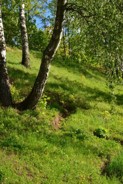 Eko sahil parkında, Rusya'nın yamacındaki ağaçlar
