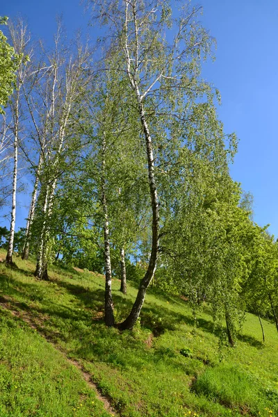 Eko sahil parkında, Rusya'nın yamacındaki ağaçlar