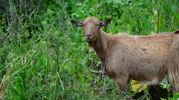 Cabra marrón sin cuernos está pastando en la naturaleza — Vídeo de stock