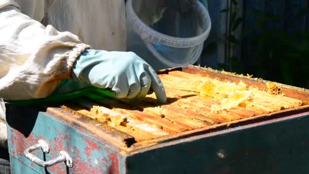 The beekeeper puts honeycomb into bucket — Stock Video