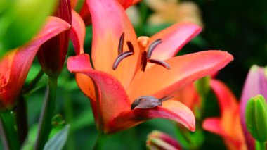 Salyangoz portakal lily tarar