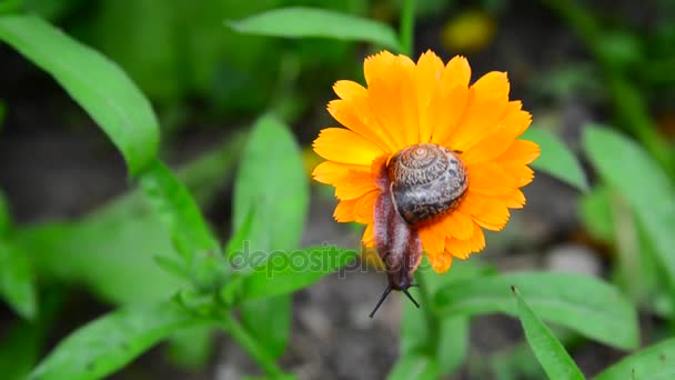 Schnecke kriecht an der orangen Ringelblume entlang — Stockvideo