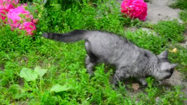 Yavru kedi otu Şakayık yakınındaki içeri girer