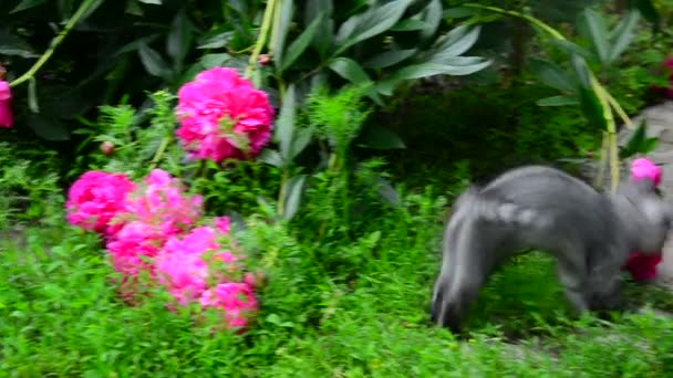 Chaton marche dans l'herbe près de la pivoine — Video