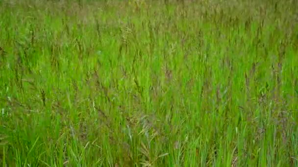 Pradera verde con hierba silvestre en verano — Vídeos de Stock