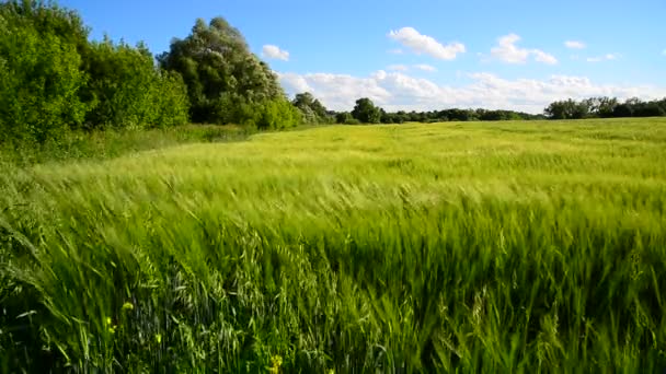 Rogge veld en bomen tijdens een sterke wind — Stockvideo