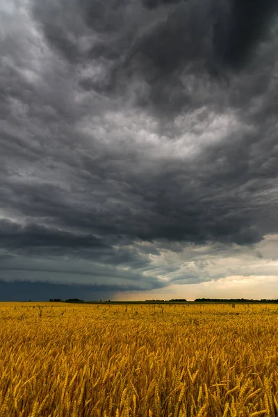 Black storm cloud above the wheat field — Stock Photo, Image
