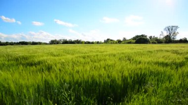 Çavdar alan ve güçlü bir rüzgar sırasında