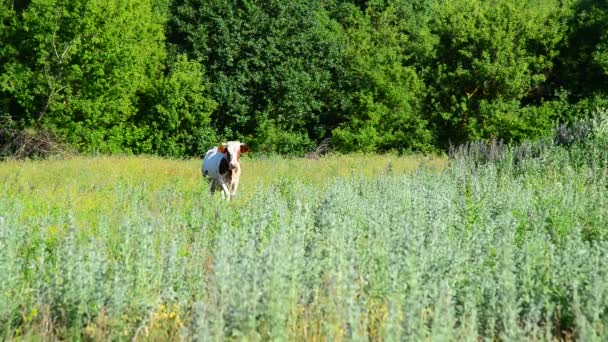 Una vaca abigarrada pastando en el prado, Rusia — Vídeos de Stock