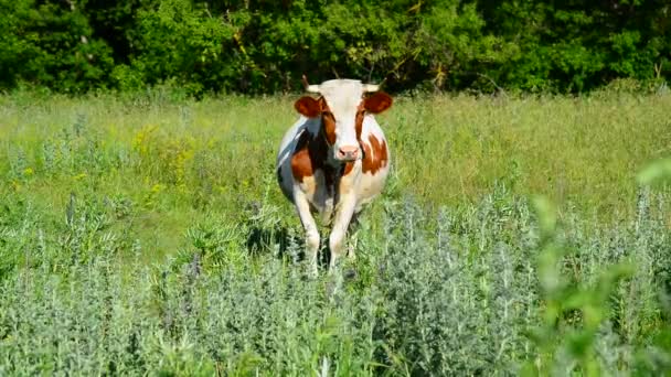 Vacas variegadas pastando no prado, Rússia — Vídeo de Stock