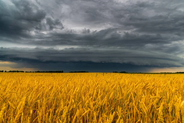 Runde stormer skyer over en hveteåker. Russland – stockfoto
