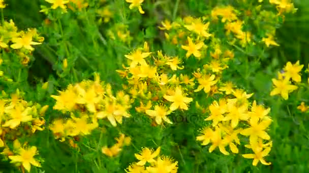 Bloeiende St. Johns wort — Stockvideo