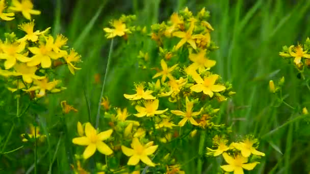 Blossoming St. Johns wort — Stock Video
