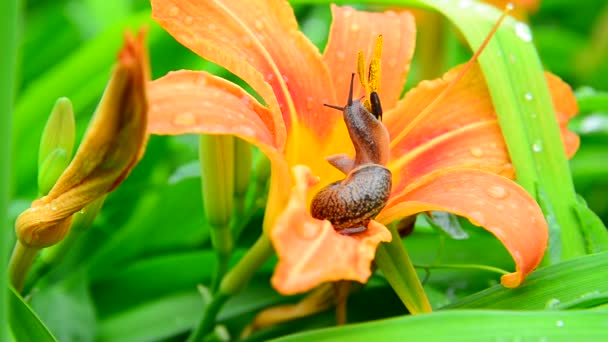 Caracol rasteja ao longo da laranja daylily — Vídeo de Stock