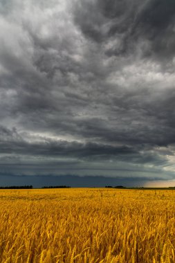 Buğday alanının üstündeki siyah fırtına bulutu