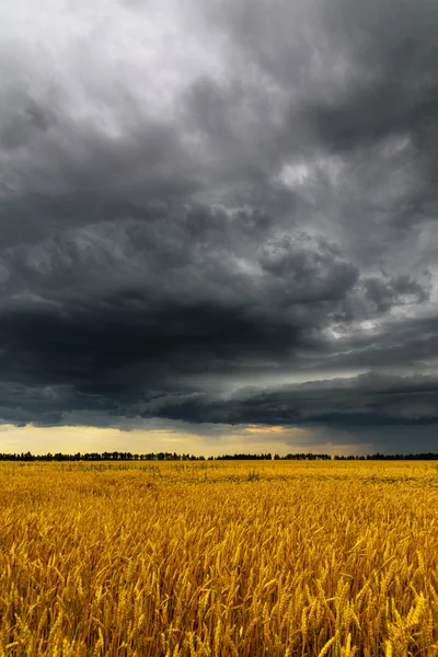 Black thunderstorm cloud above the wheat field — Stock Photo, Image