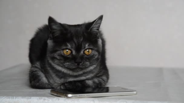 Серый четырехмесячный котенок лежит рядом с мобильным телефоном — стоковое видео