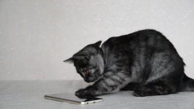 Cep telefonu ile oynarken gri 4 aylık yavru kedi