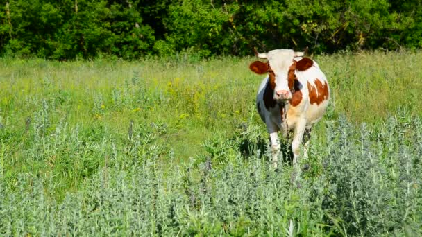 Motley cows grazing in meadow, Russia — Stock Video