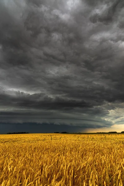 Black thunderstorm cloud above the wheat field — Stock Photo, Image