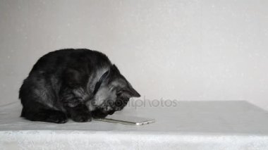 Cep telefonu ile oynarken gri 4 aylık yavru kedi