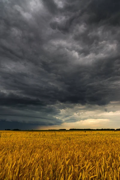 Black storm cloud above the wheat field — Stock Photo, Image