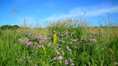 Rusya'da vahşi çiçekli çayır