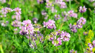 Pembe yonca çayır çiçekli