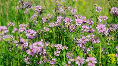 Pembe yonca çayır çiçekli