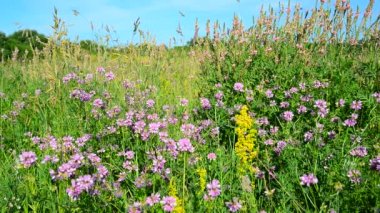 Rusya'nın orta şerit vahşi çiçekli çayır