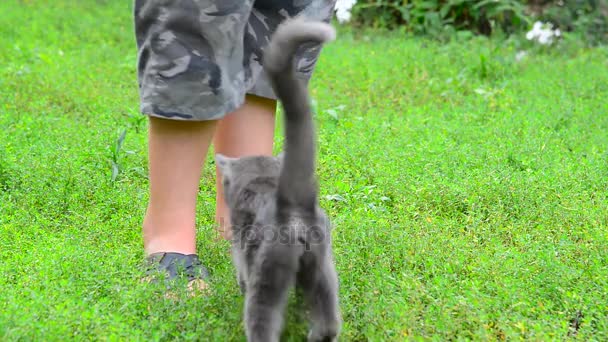 Gris gato acariciando su childs piernas — Vídeos de Stock