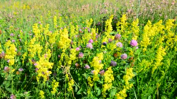 Bedstraw, heather and clover on meadow — Stock Video