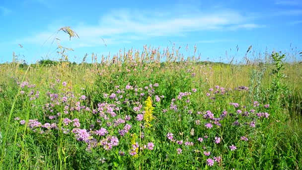 Prairie à fleurs sauvages dans la bande centrale de la Russie 