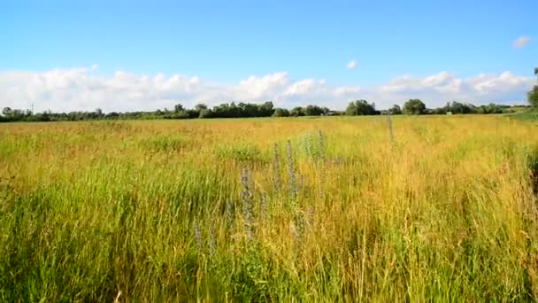 Hierba silvestre en un terreno baldío en viento — Vídeos de Stock