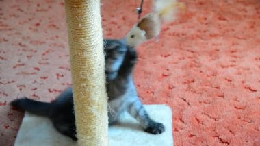 Gri kedi tırmalamak posta ve oyuncaklar ile oynama. Yaş 2 ay