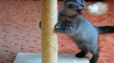 Gri kedi tırmalamak posta ve oyuncaklar ile oynama. 2 ay