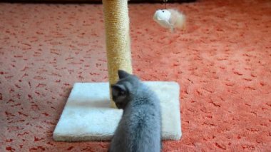 Gri kedi tırmalamak posta ve oyuncaklar ile oynama. 2 ay