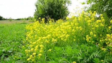 Sarı kolza tohumu closeup bir çayırda çiçekler