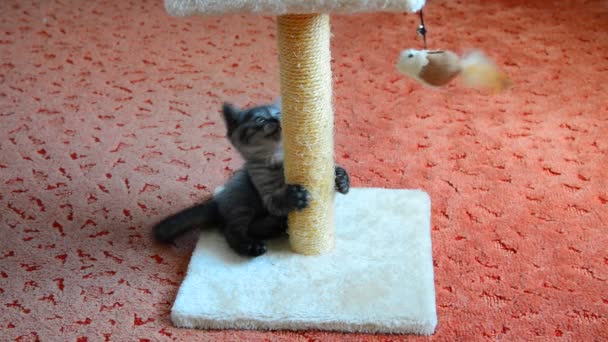 Gatito gris jugando con poste rascado y juguetes. edad 2 meses — Vídeos de Stock