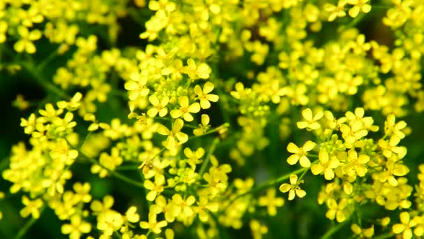 Flowers of yellow rapeseed closeup — Stock Video