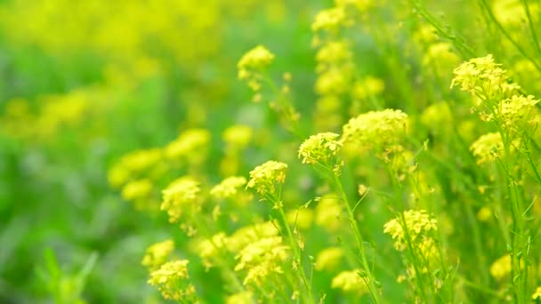 Bloemen van gele koolzaad closeup — Stockvideo