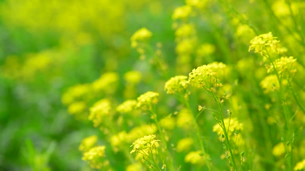 Sarı kolza tohumu closeup alanında çiçeklerin — Stok video