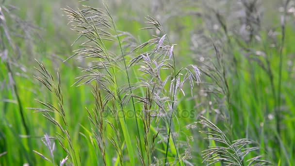 Pasto de avena silvestre en el campo en julio — Vídeos de Stock