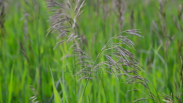 Wild oat grass in field in July — Stock Video