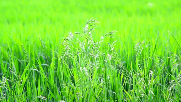 Wild oat grass in field in July on a sunny day — Stock Video