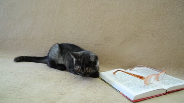 Gri kedi yavrusu yalanlar üzerine açık bir kitap — Stok video