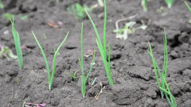 Yatakta genç yeşil soğan